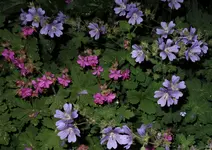 2018grnm04.webp