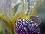 Iris.jpg