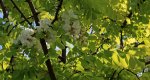 Goldrobinie_Blüte_grün_weiss_upwards_backlight_900.JPG