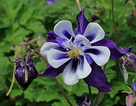 Akelei_columbine_blau_weiss_300.JPG