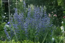 Indigolupine0213.webp
