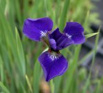 Iris sib.0109a.jpg