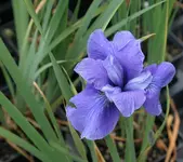 Iris sib.0209a.webp