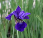 Iris sib.0309a.jpg