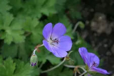 Geranieum Rozanna0110b.webp