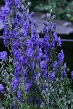 Eisenhut blau0111.webp