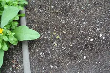 Garten Mai 6.webp