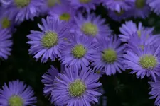 Herbstaster1908jpg.webp