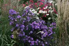 Herbstaster5512.webp