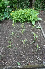 Garten Mai 5.jpg
