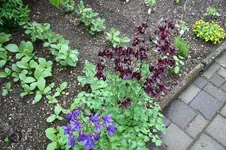 Garten Mai 7.jpg