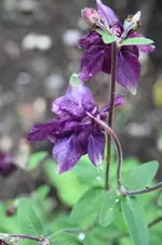 Garten Mai 8.jpg