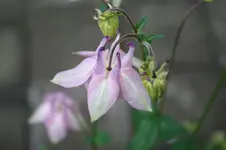 Garten Mai 9.webp