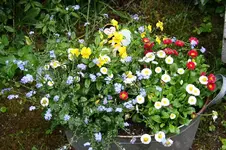Garten Mai 10.jpg