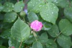 Garten Mai 11.jpg