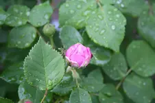 Garten Mai 11.webp