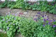Garten Mai 12.jpg