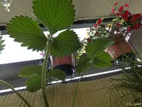 c013.webp