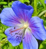 Makro 1.webp
