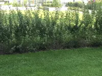 IMG_1413 2.webp