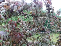 P1130311.webp