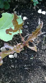 IMG-20180517-WA0091.jpg