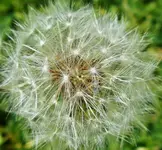 Makro 6.webp