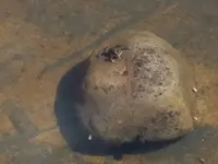 Kinderfrosch.JPG