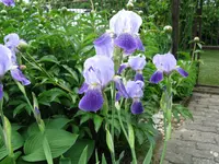 IMG_6142.webp