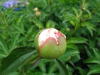 IMG_6141.jpg