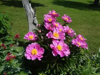 DSC02896.webp