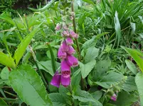 DSC02890.webp