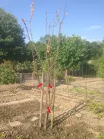 fremder Apfelbaum31.webp