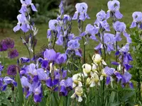 image010.webp