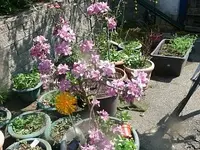 k-P1130081.webp