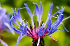 Bergflockenblume 6.jpg