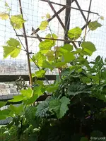 c024.webp