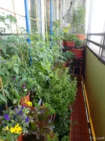 c025.webp