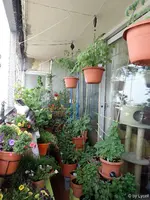 c026.webp