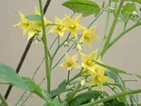 c027.webp