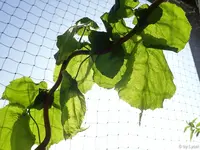 c032.webp