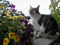 c034.webp