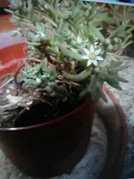 DSC02548.webp