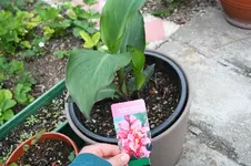 Canna.webp
