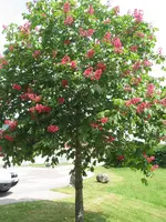 unbekannter baum 001.webp