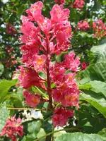 unbekannter baum 002.webp