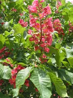 unbekannter baum 003.webp