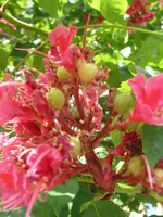 unbekannter baum 004.webp