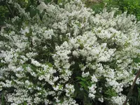 unbekannter baum 007.JPG