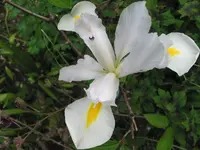 unbekannter baum 008.webp